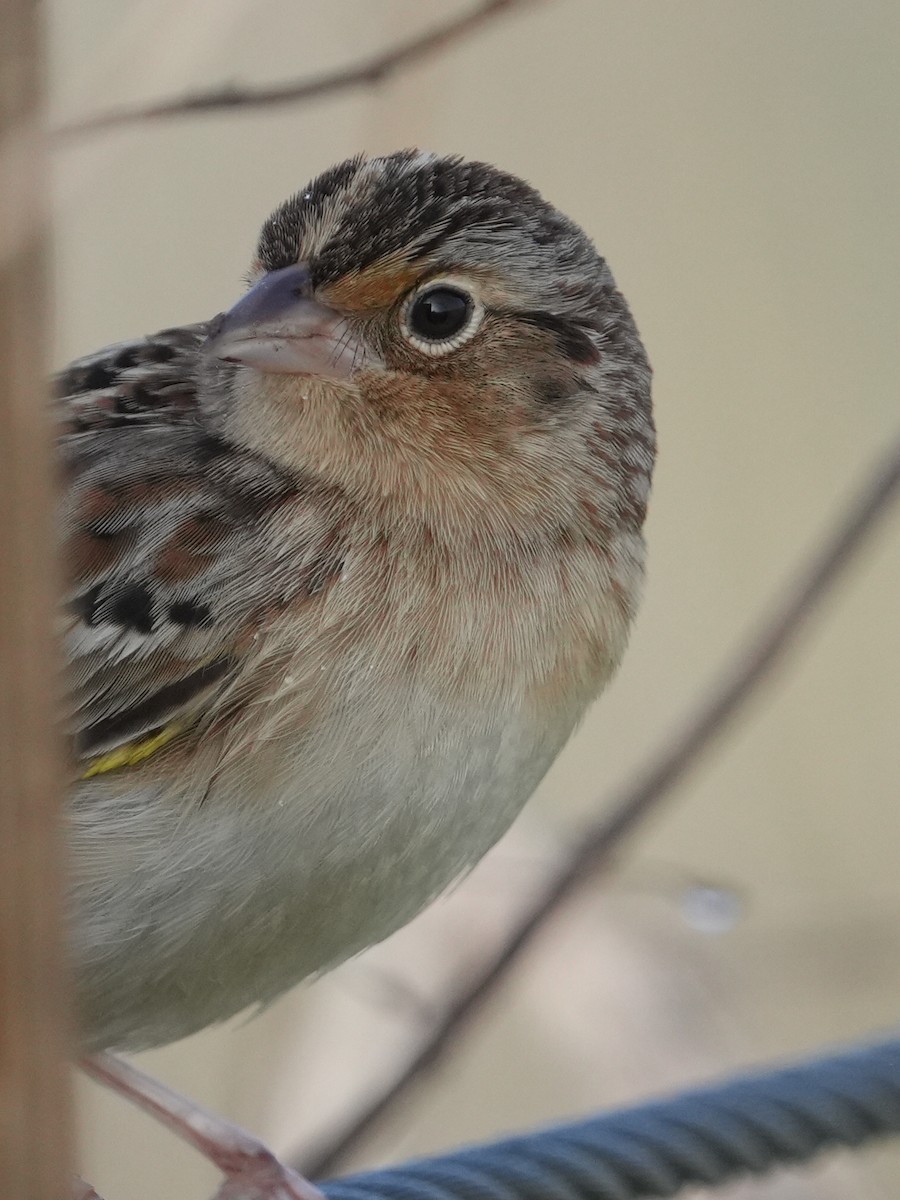 Grasshopper Sparrow - ML646403549