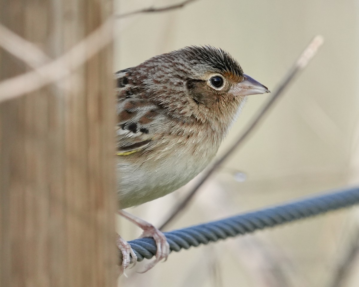 Grasshopper Sparrow - ML646403551