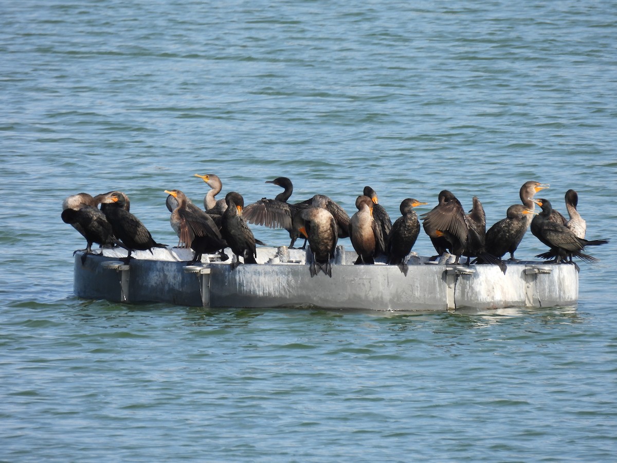 Cormoran à aigrettes - ML646403552