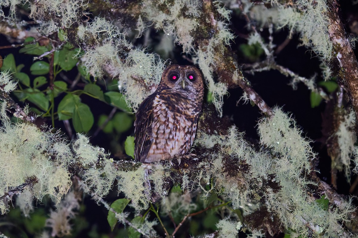 Rufous-banded Owl - ML646403554