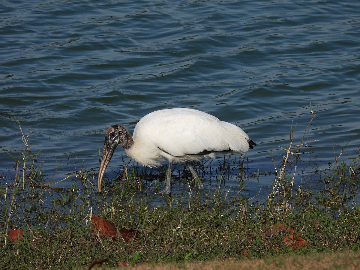 Wood Stork - ML646403563
