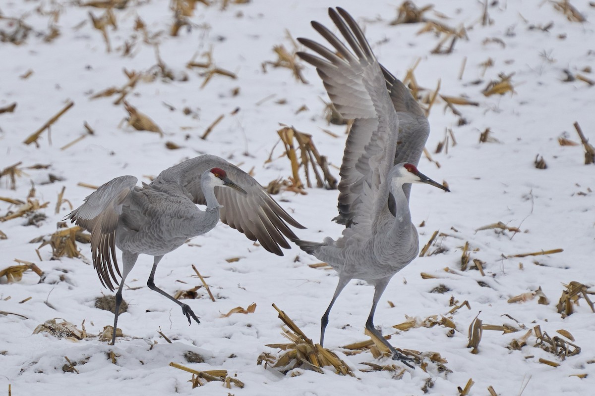 Sandhill Crane - ML646403565