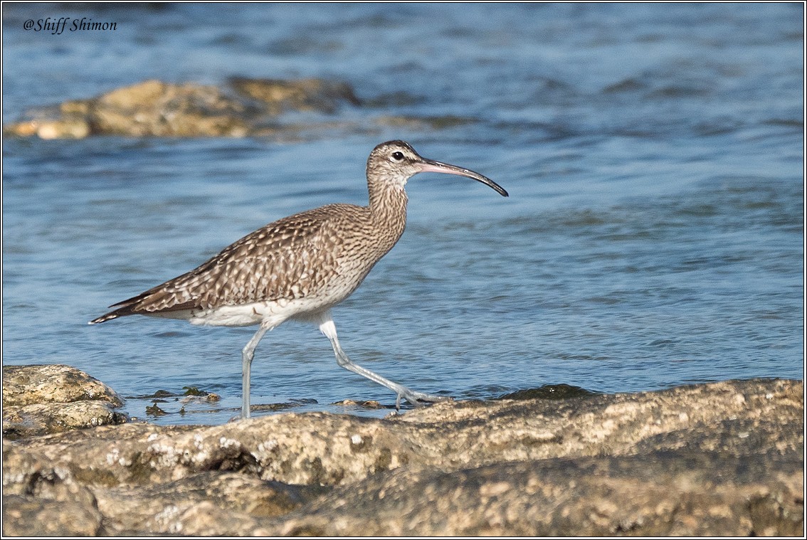 Eurasian Whimbrel - ML646403567