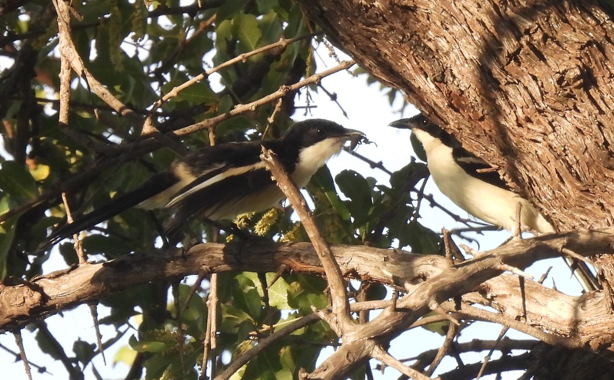 Gabon Boubou - ML646403568