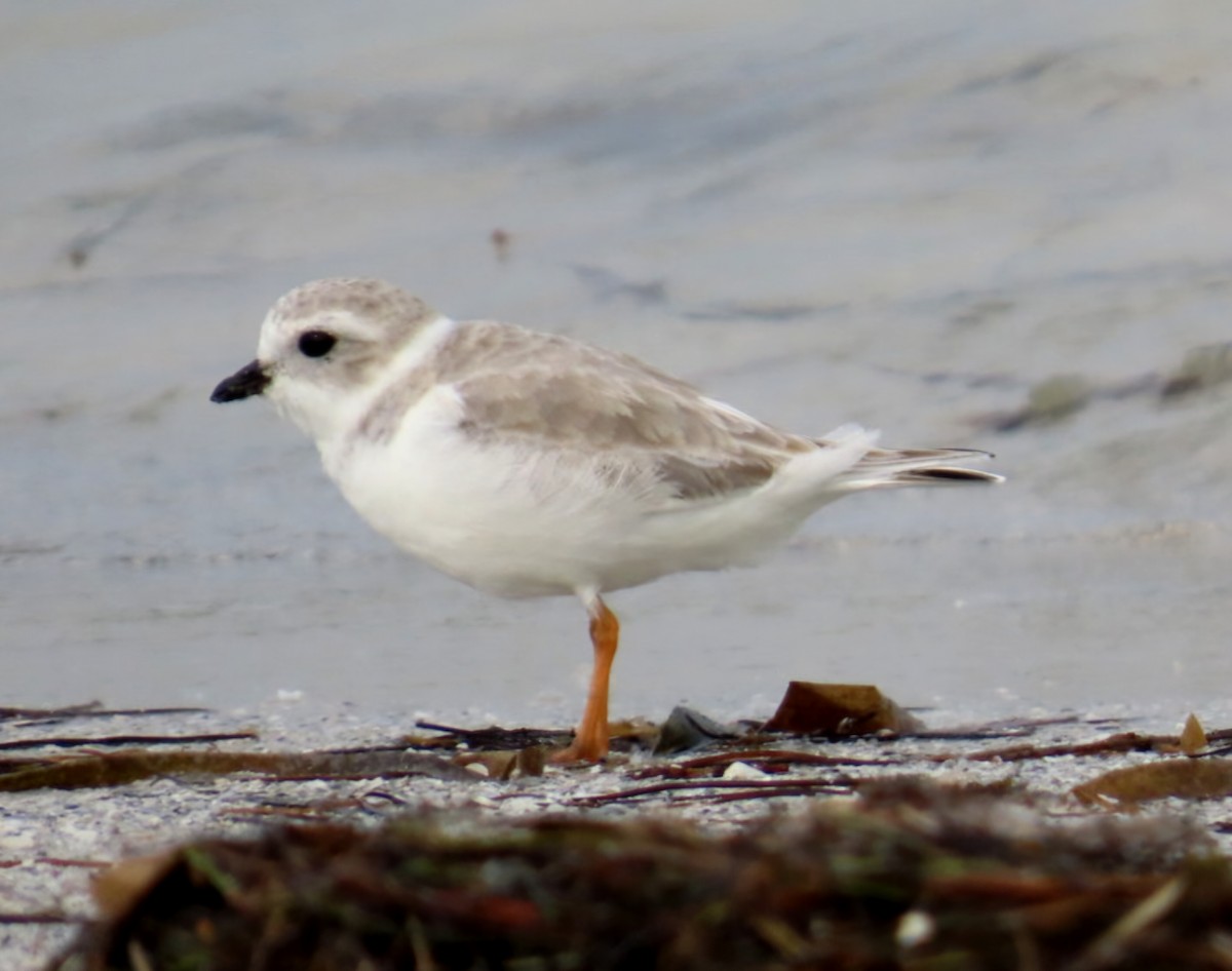 Piping Plover - ML646403569