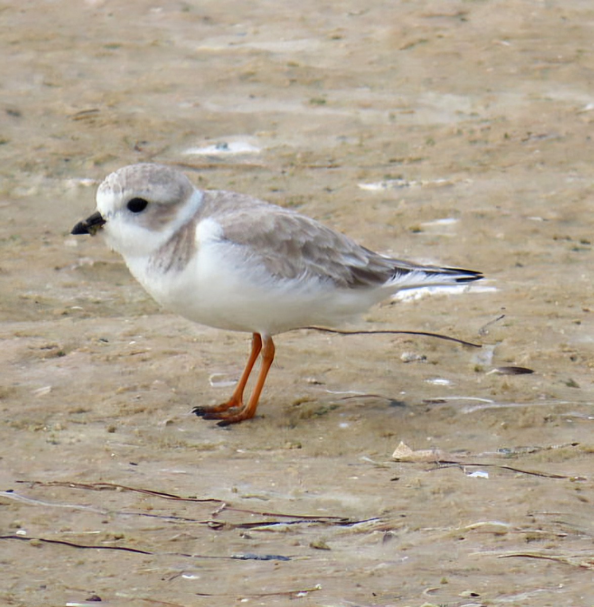 Piping Plover - ML646403570