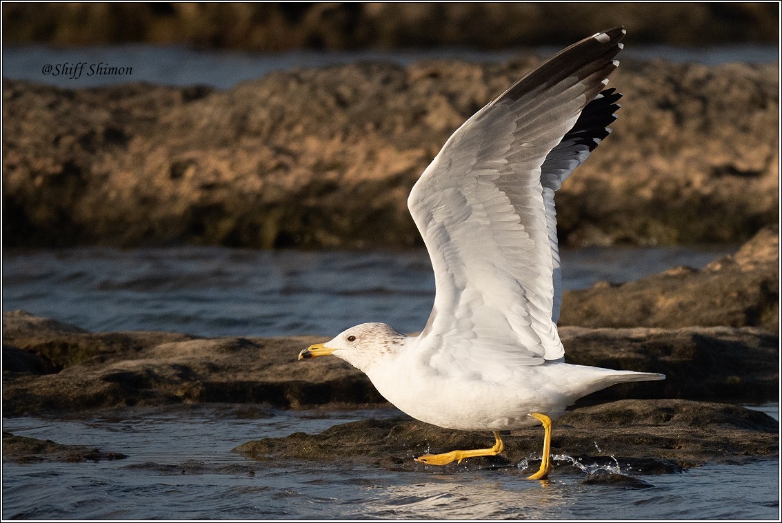 Kaio armeniarra - ML646403572