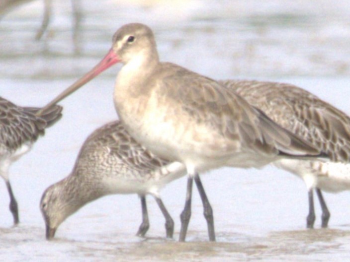 Bar-tailed Godwit - ML646403575