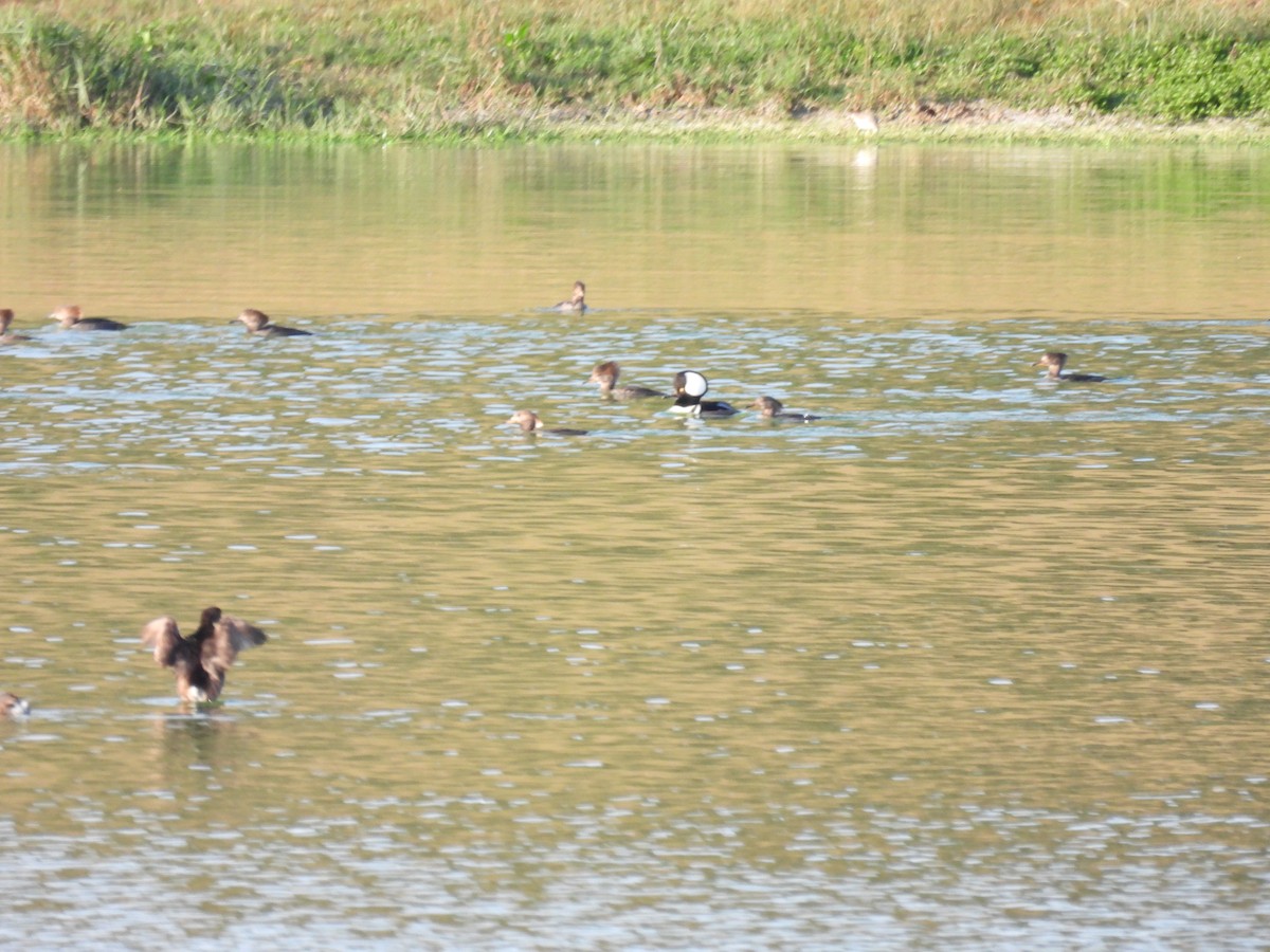 Hooded Merganser - ML646403578