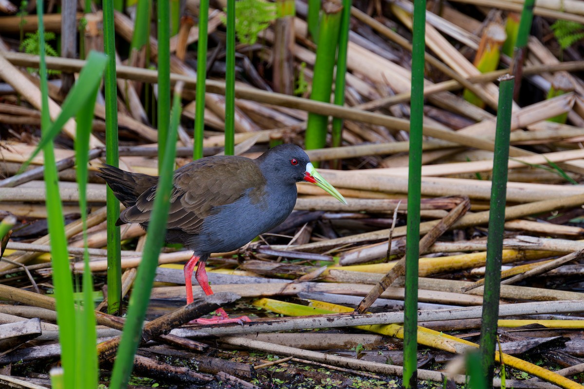 Plumbeous Rail - ML646403583