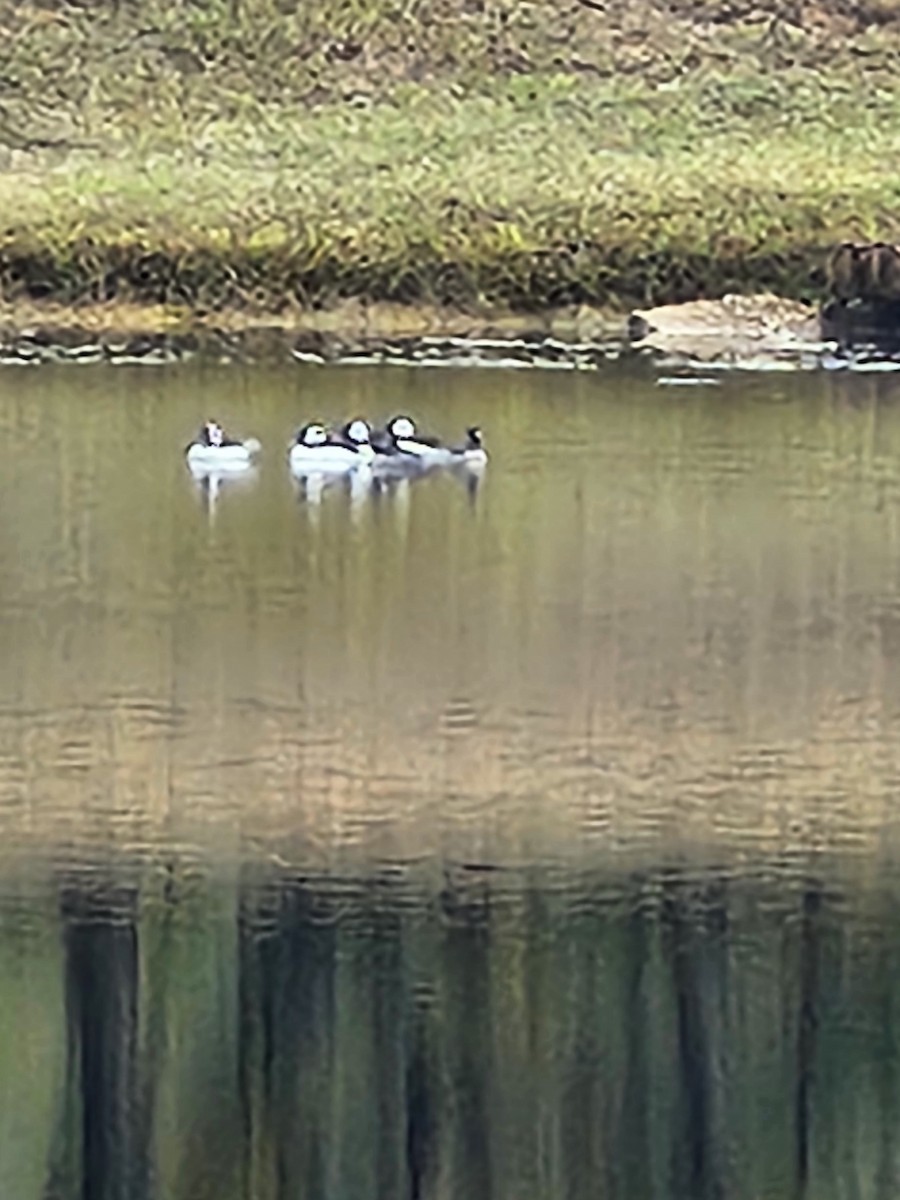 Bufflehead - ML646403584