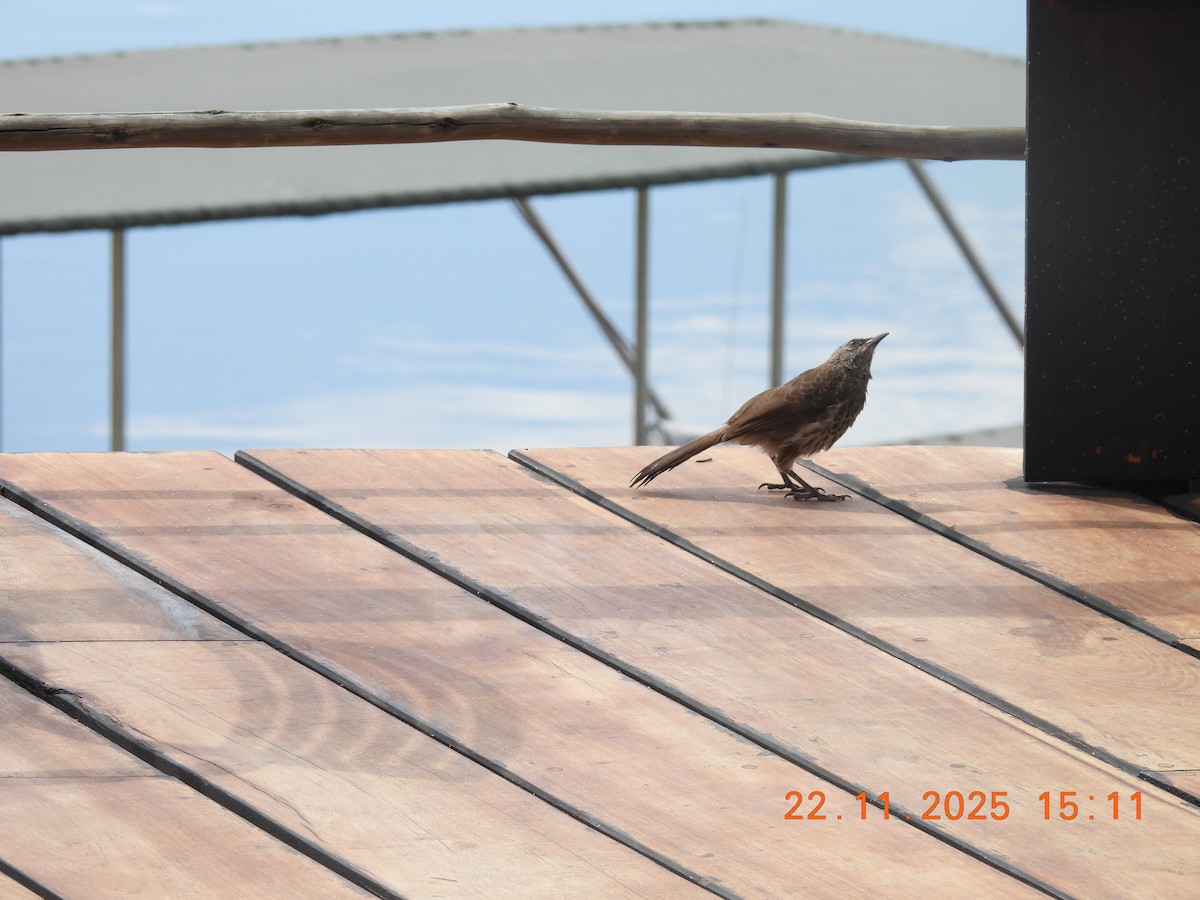 Hartlaub's Babbler - ML646403585