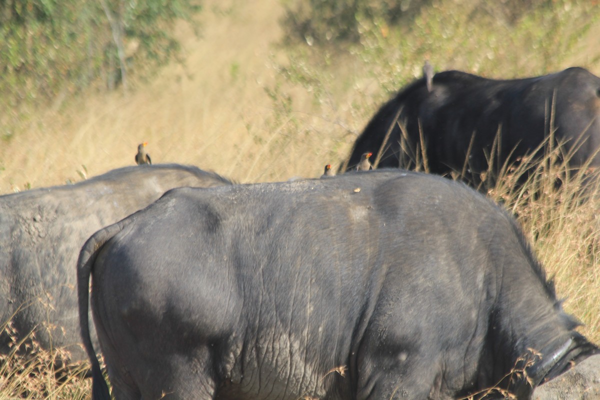 Yellow-billed Oxpecker - ML646403601