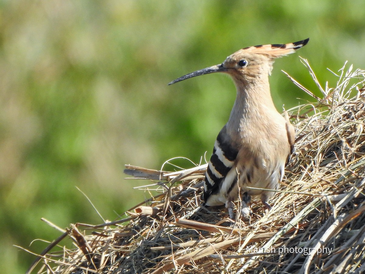 Huppe fasciée - ML646403604
