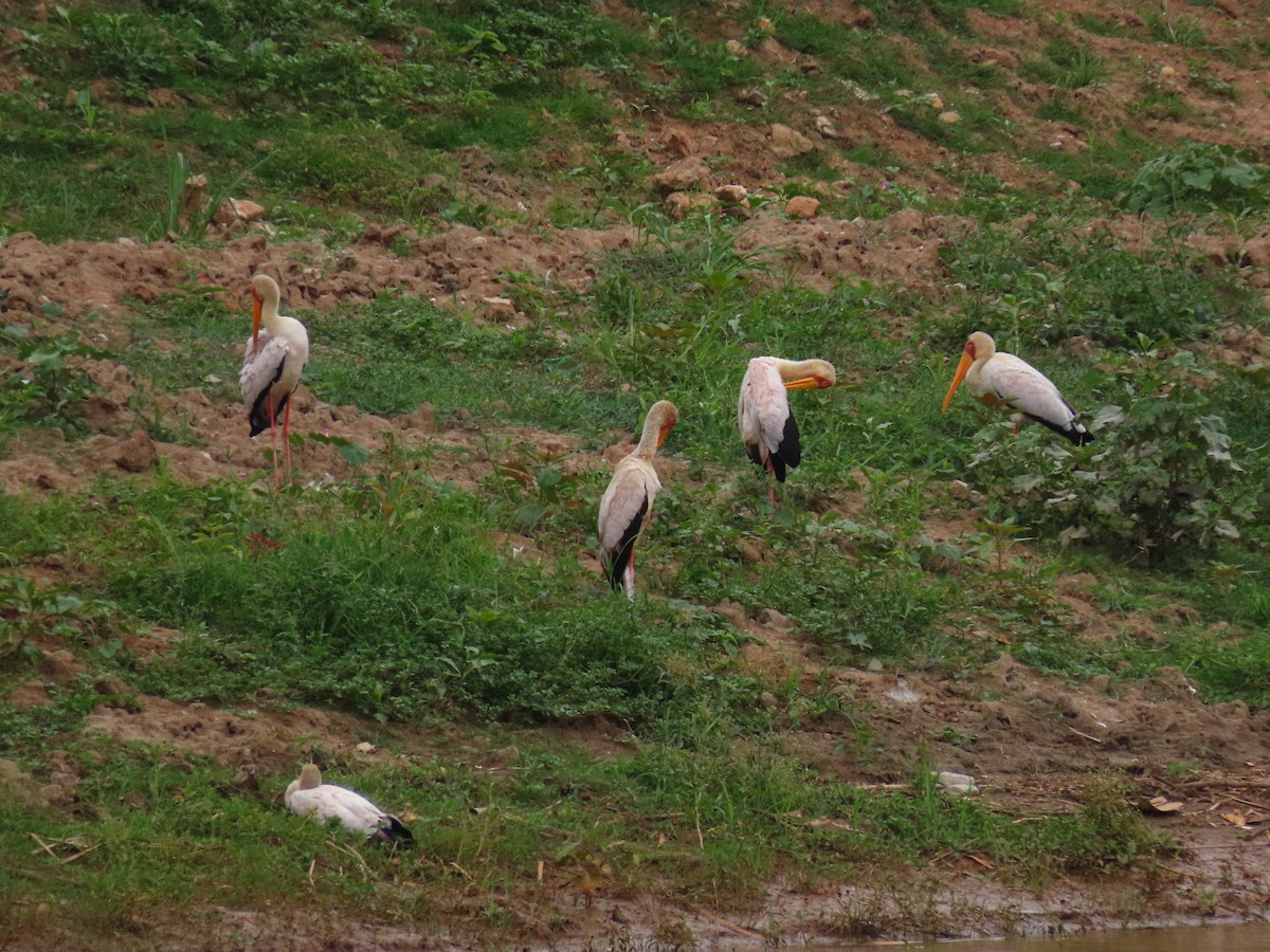 nesyt africký - ML646403605