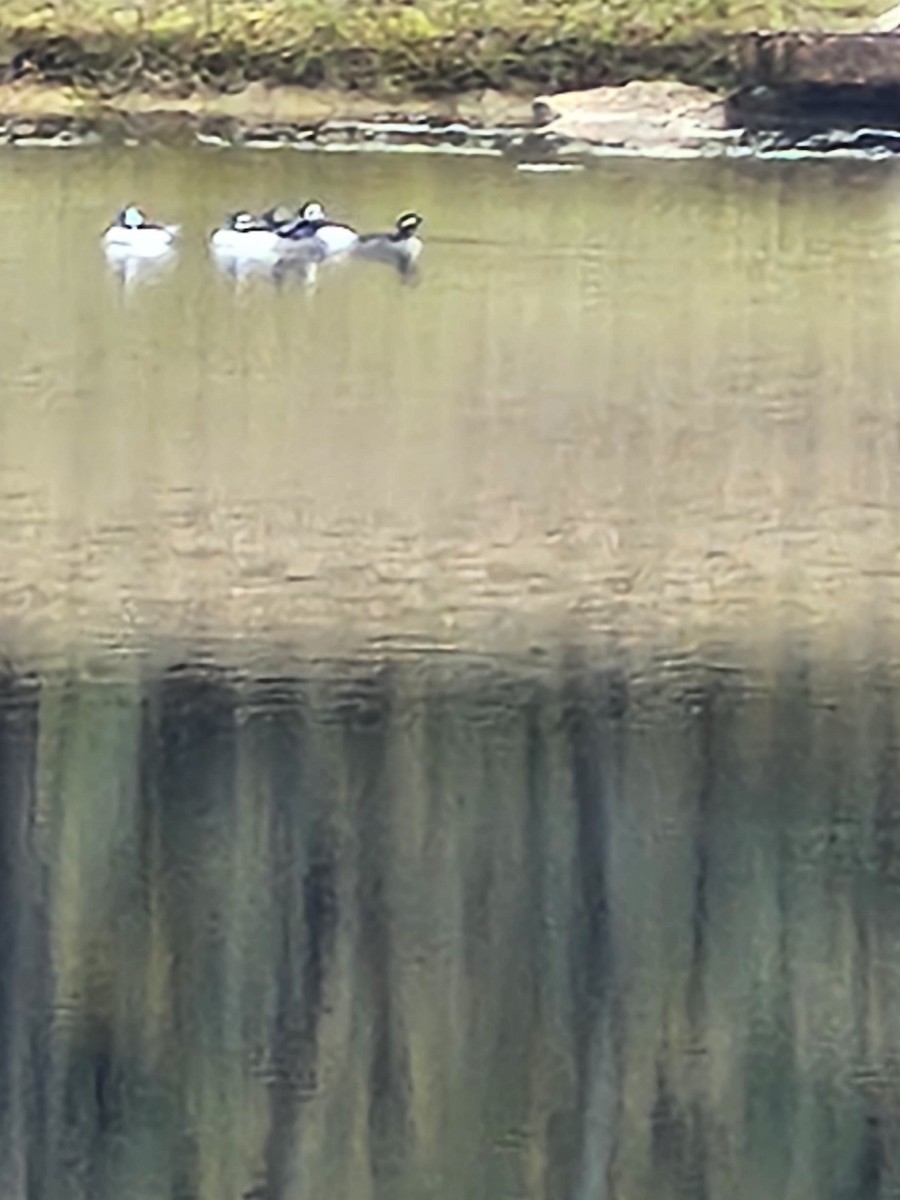 Bufflehead - ML646403606