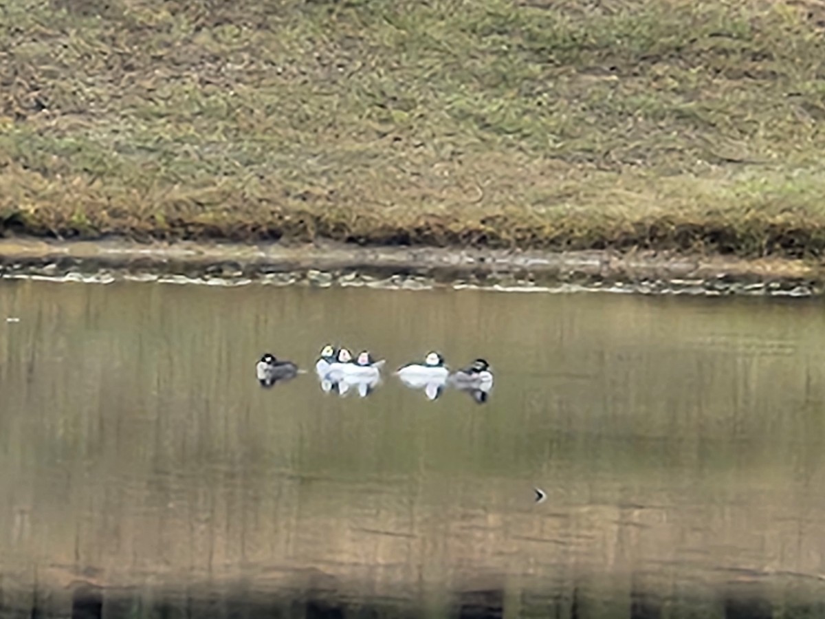 Bufflehead - ML646403608