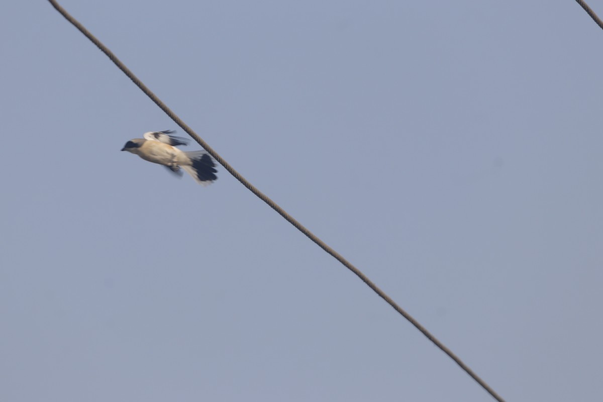 Pie-grièche à bandeau - ML646403611