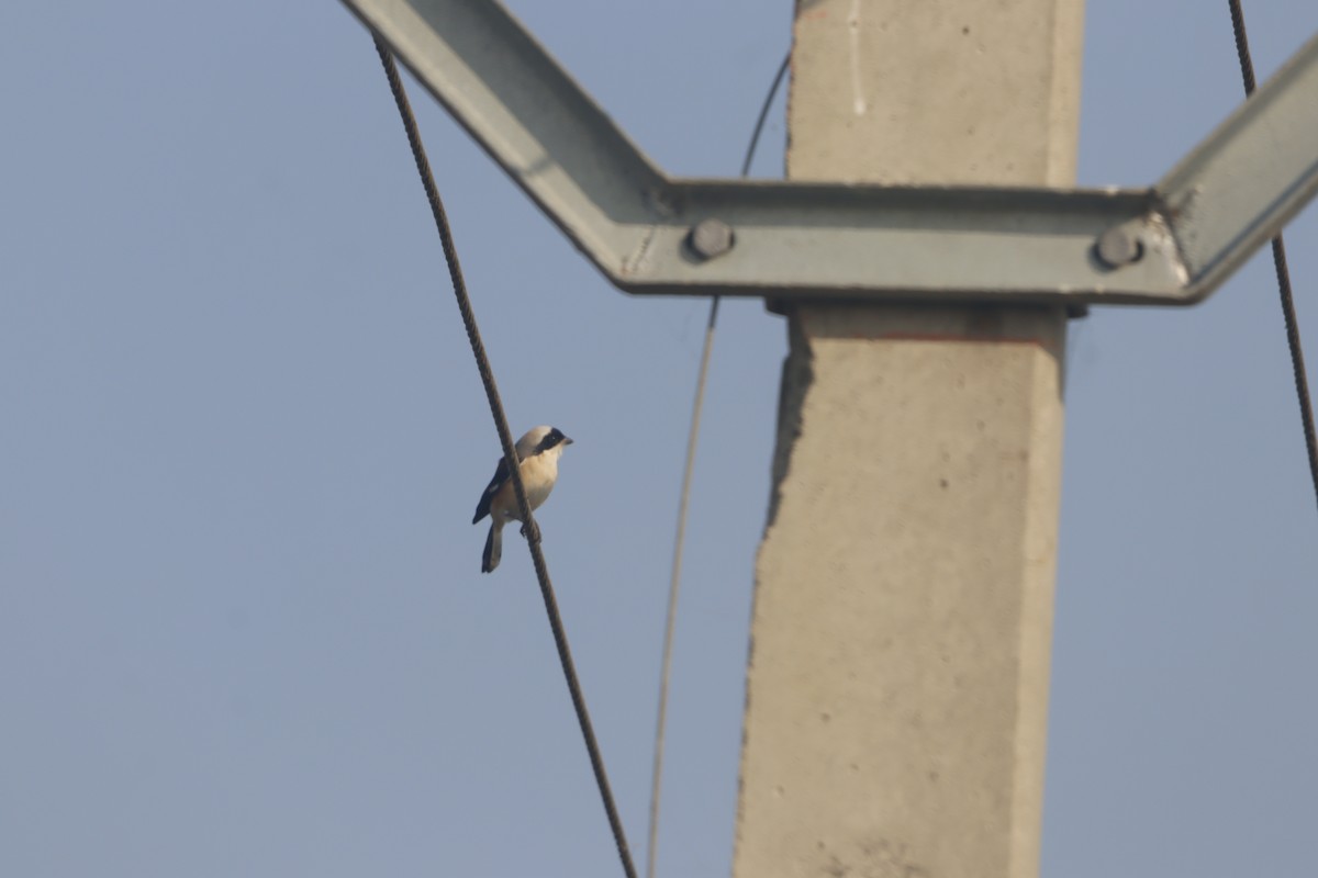 Pie-grièche à bandeau - ML646403613