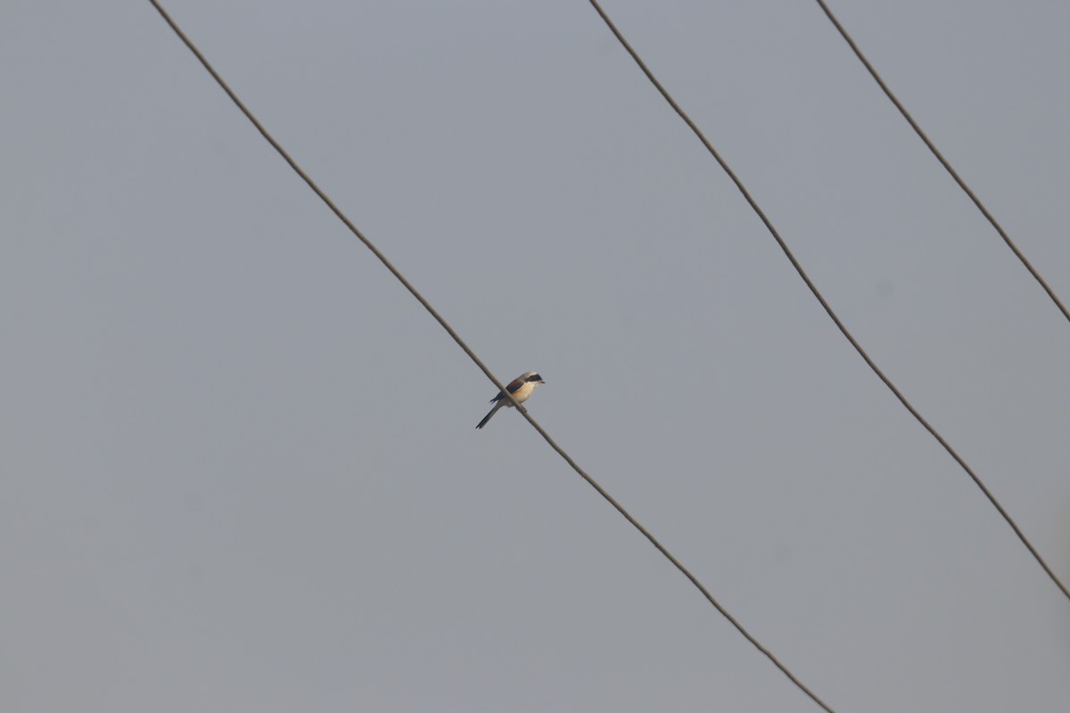 Pie-grièche à bandeau - ML646403614