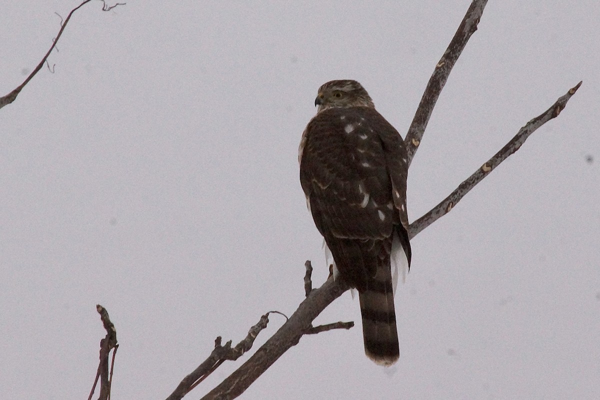 Sharp-shinned Hawk - ML646403616