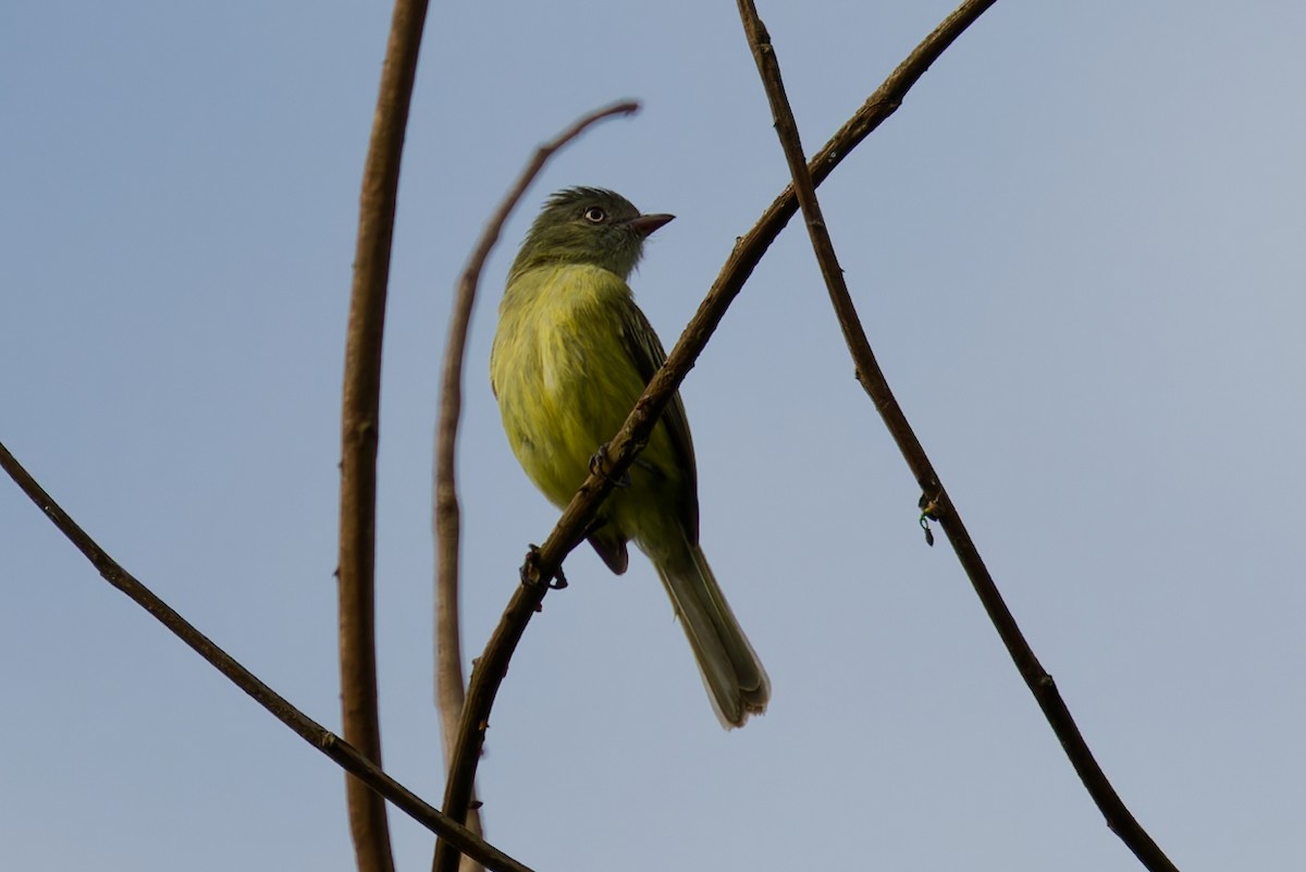 Red-billed Tyrannulet - ML646403619