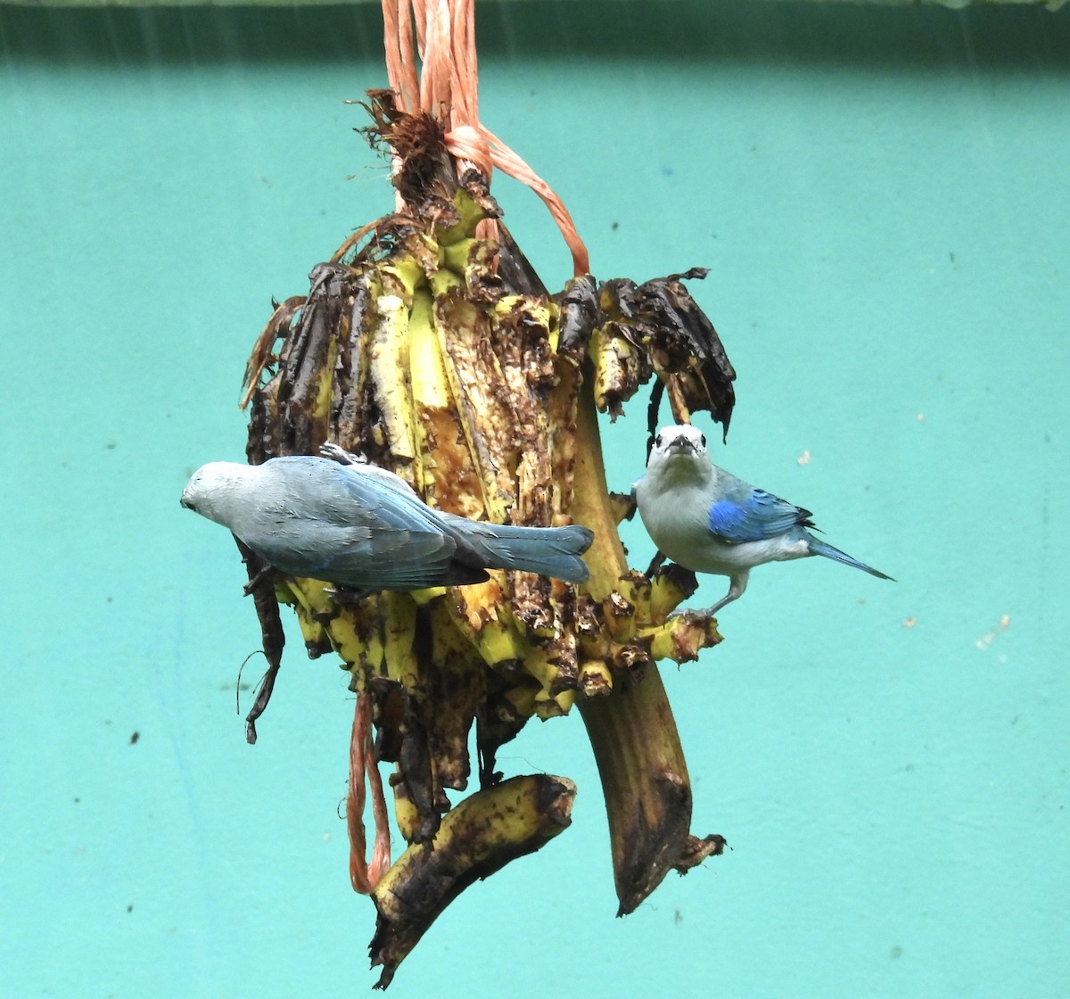 Blue-gray Tanager - ML646403622