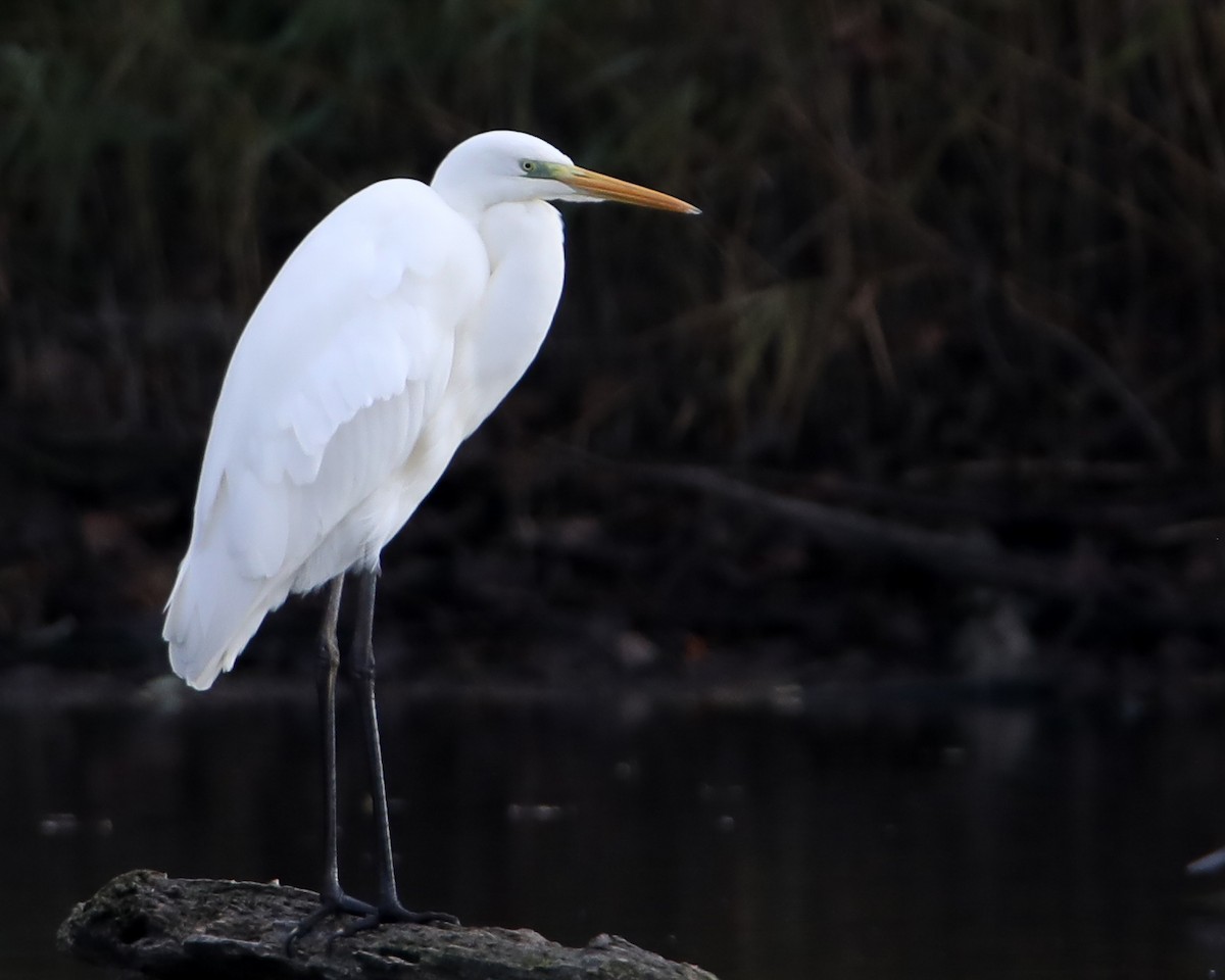 Great Egret - ML646403624