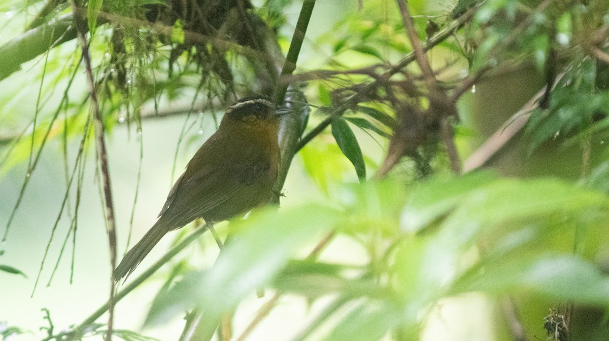 Black-capped Hemispingus - ML646403632