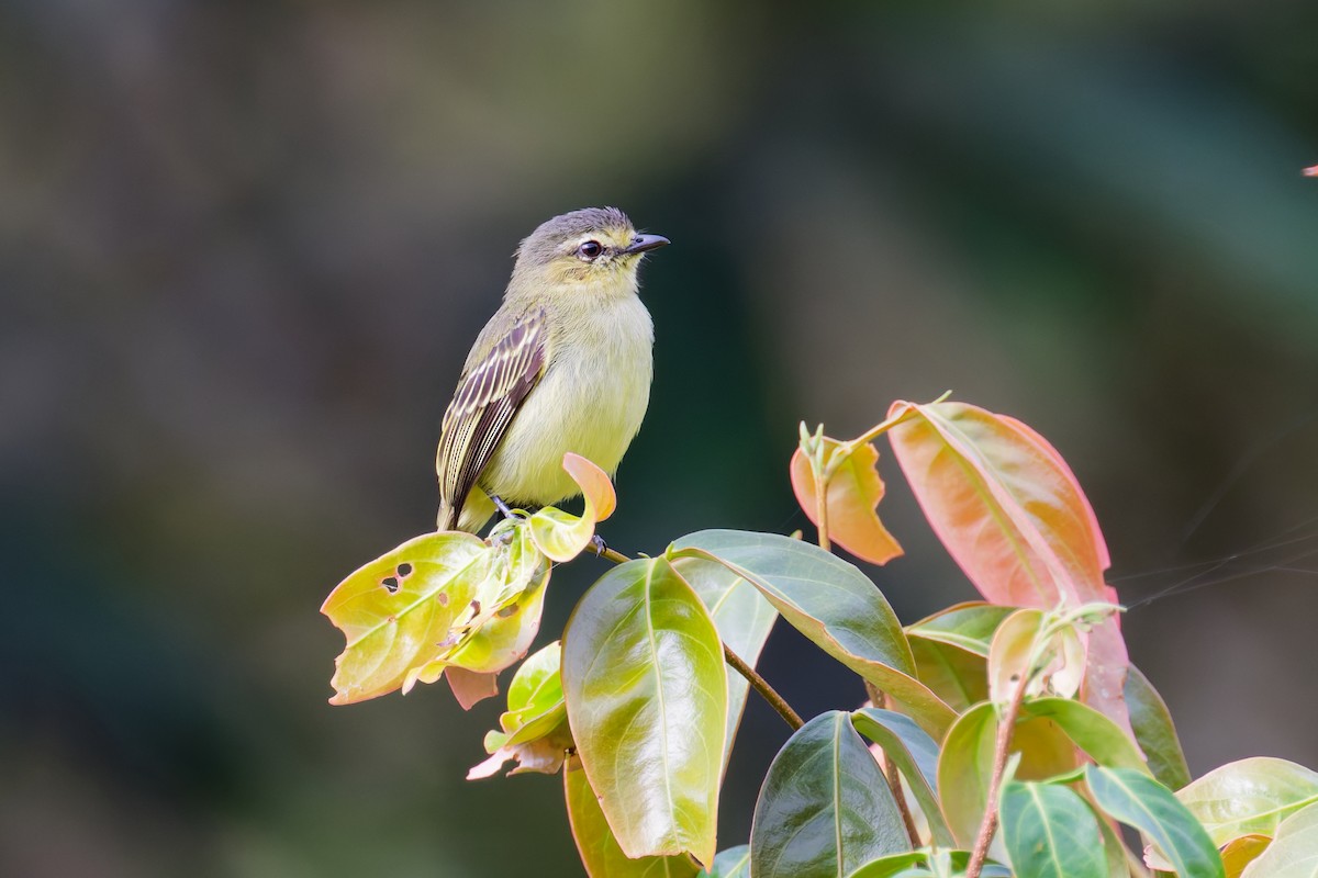 Peruvian Tyrannulet (Peruvian) - ML646403635