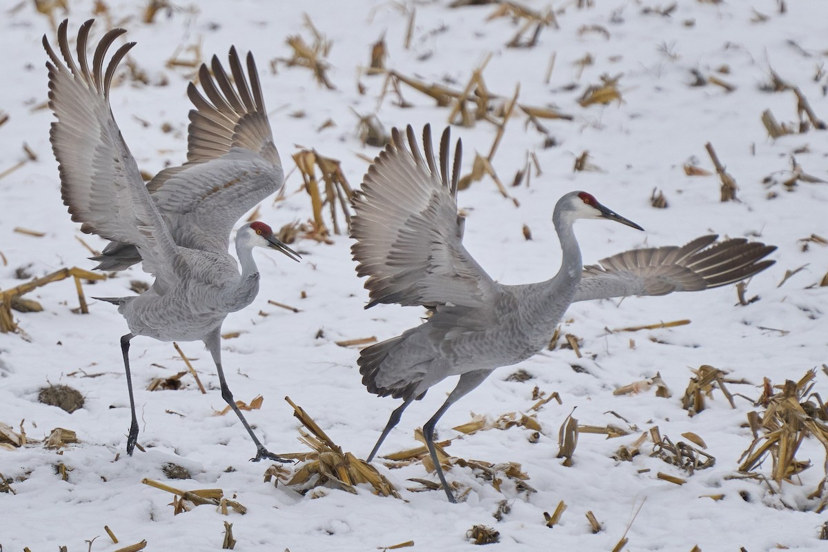 Sandhill Crane - ML646403636