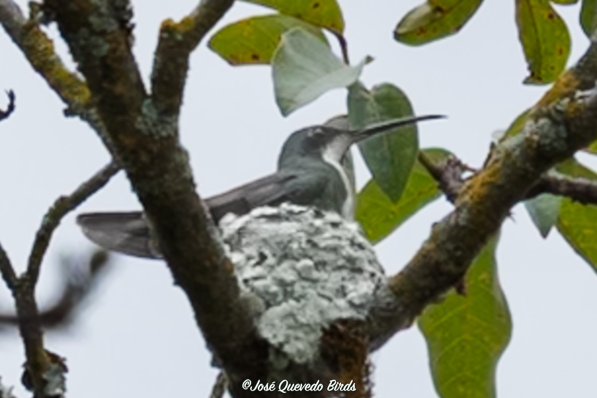 Kara Gerdanlı Mango - ML646403639