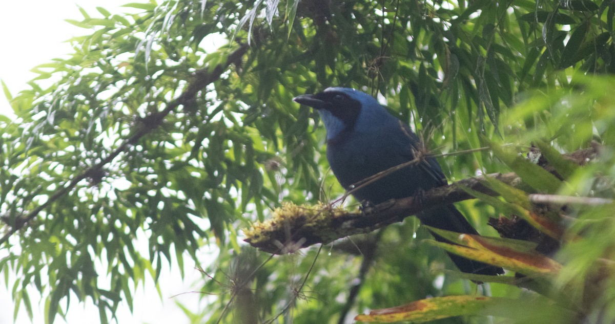 Turquoise Jay - ML646403641