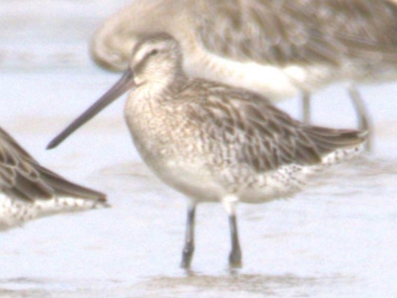 Asian Dowitcher - ML646403643