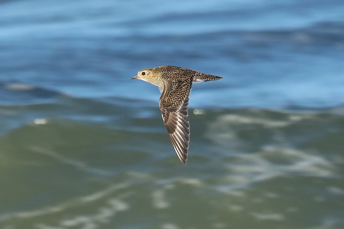 Piviere dorato - ML646403646