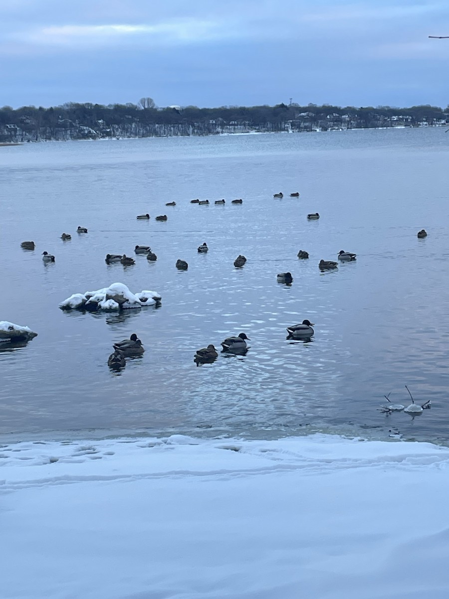 Mallard - ML646403647