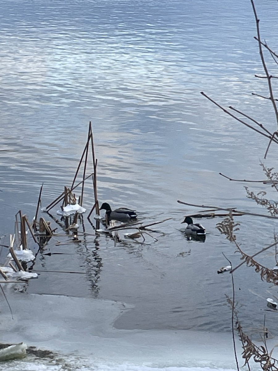 Mallard - ML646403648