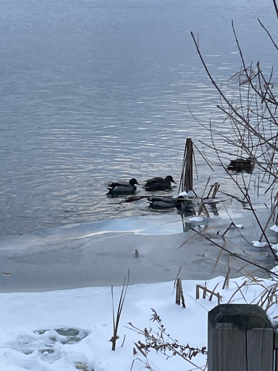 Mallard - ML646403649