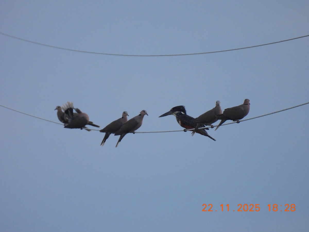 Giant Kingfisher - ML646403652