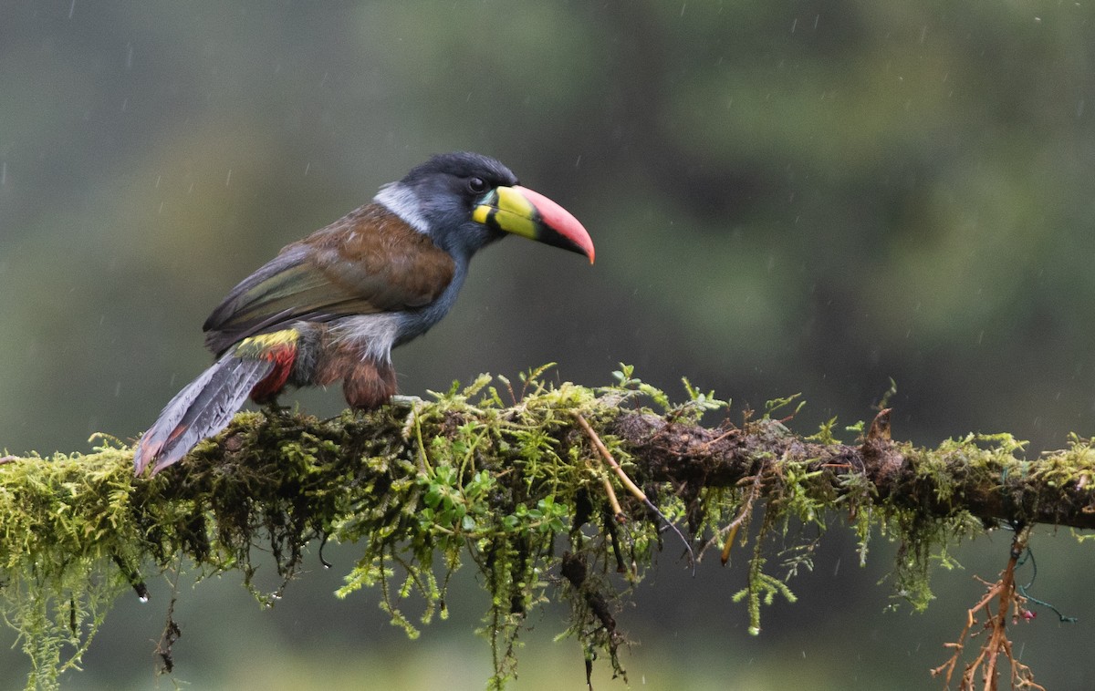 Gray-breasted Mountain-Toucan - ML646403653