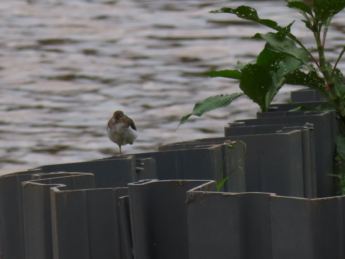 pisík obecný - ML646403654