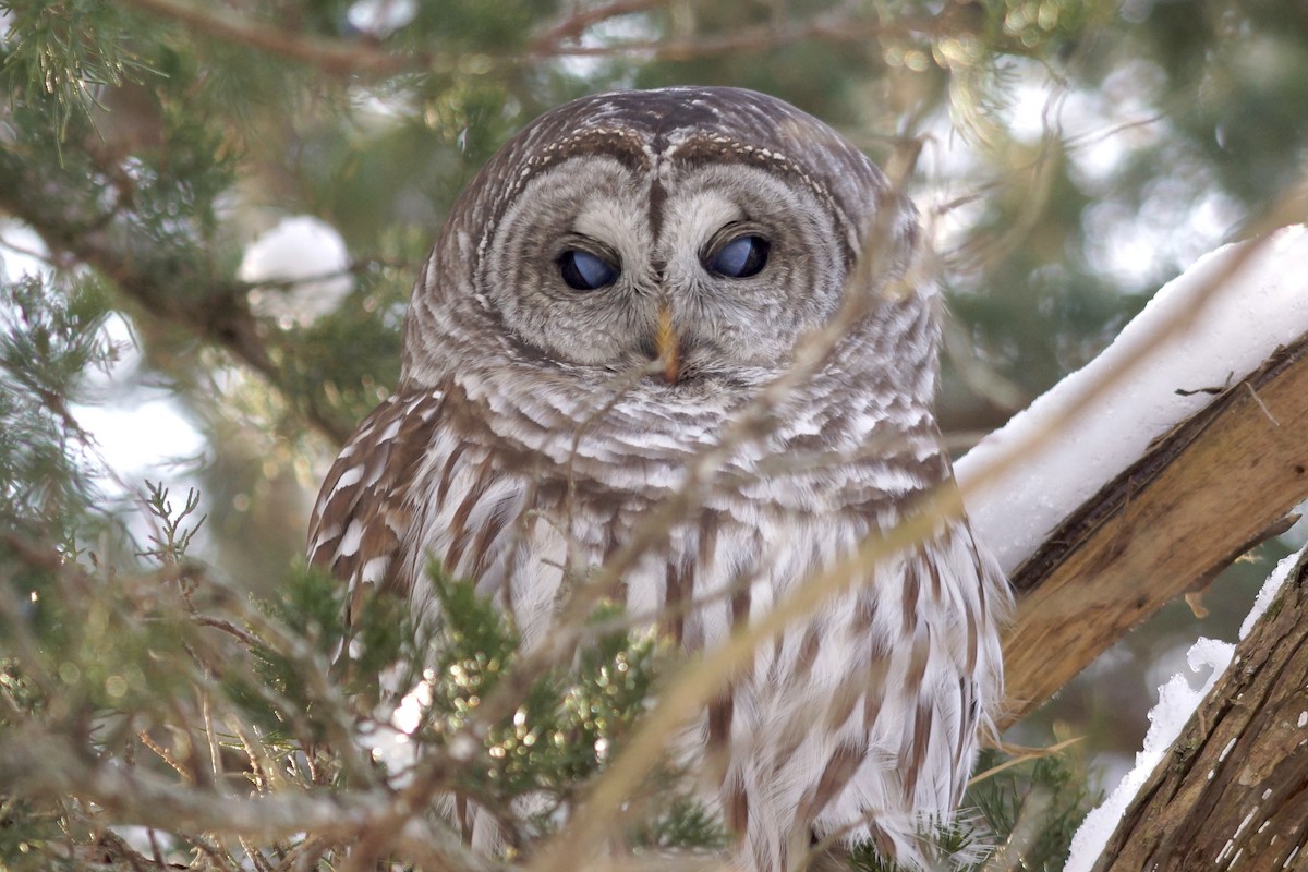 Barred Owl - ML646403655