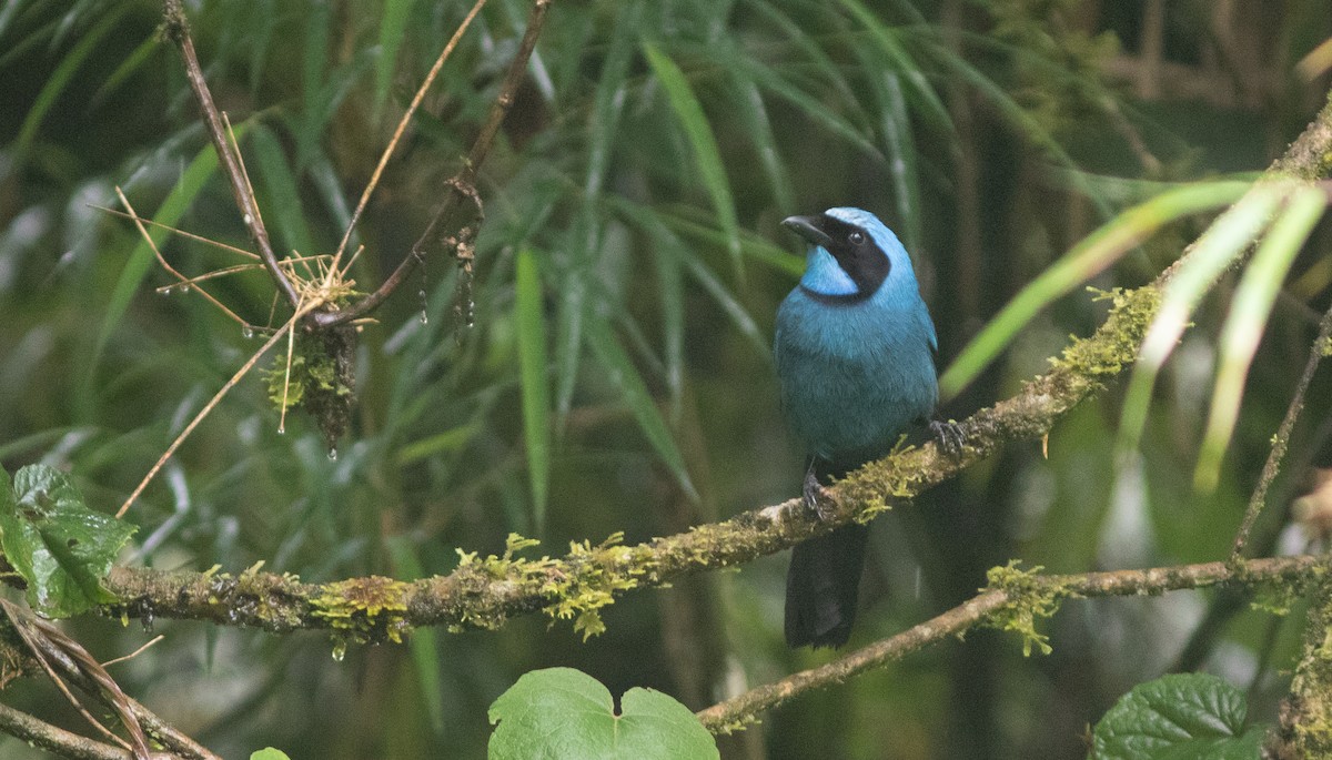 Turquoise Jay - ML646403658