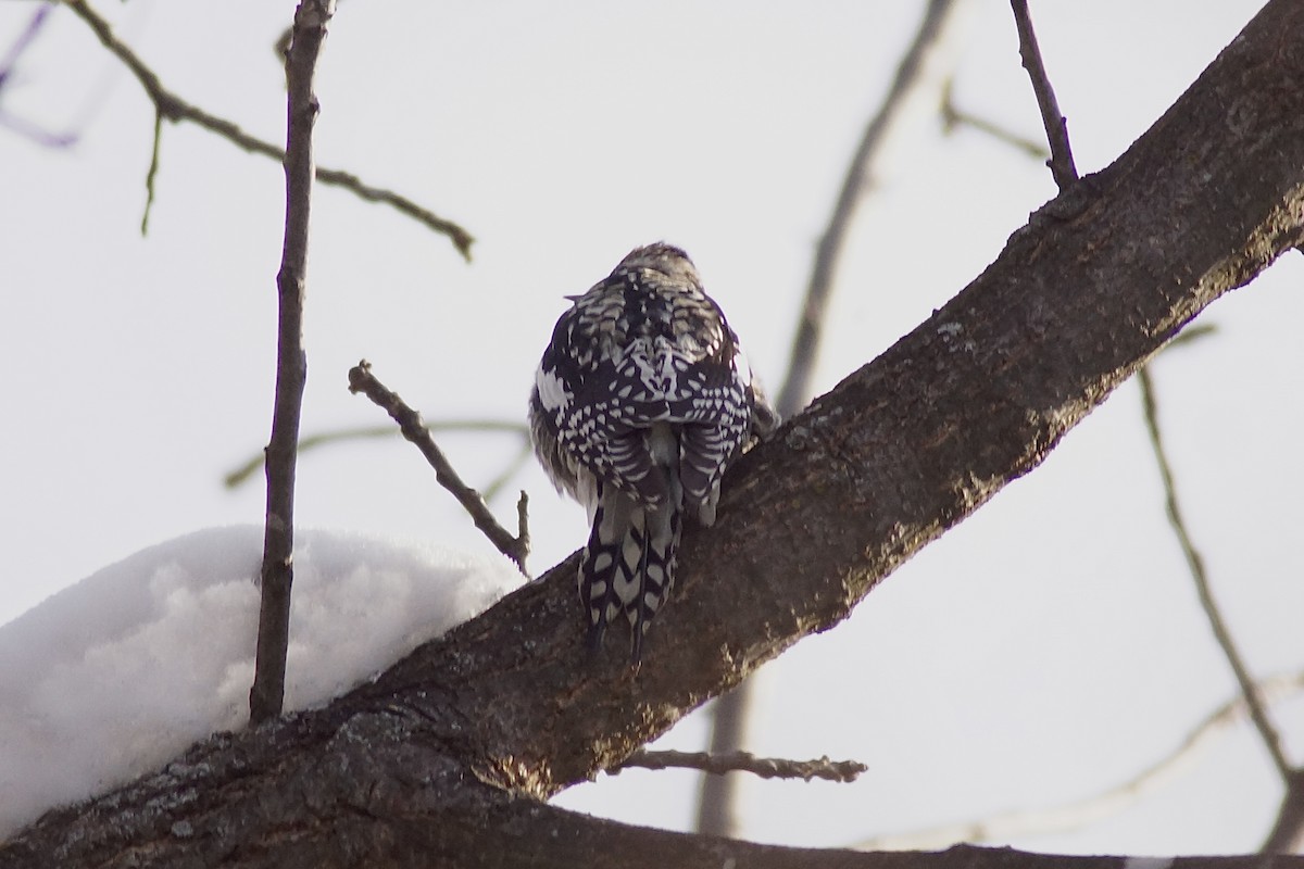 Yellow-bellied Sapsucker - ML646403660
