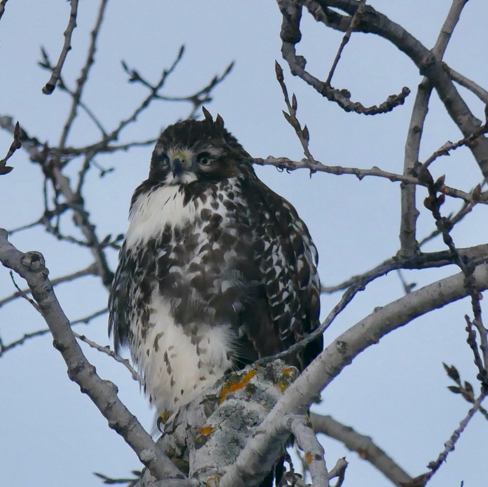 Red-tailed Hawk - ML646403662
