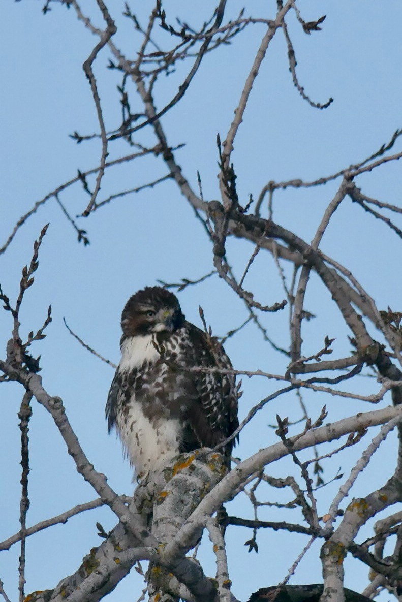 Red-tailed Hawk - ML646403663