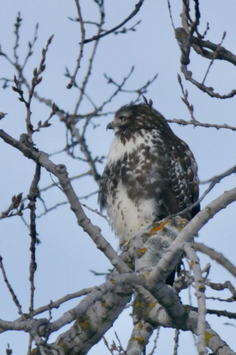 Red-tailed Hawk - ML646403664