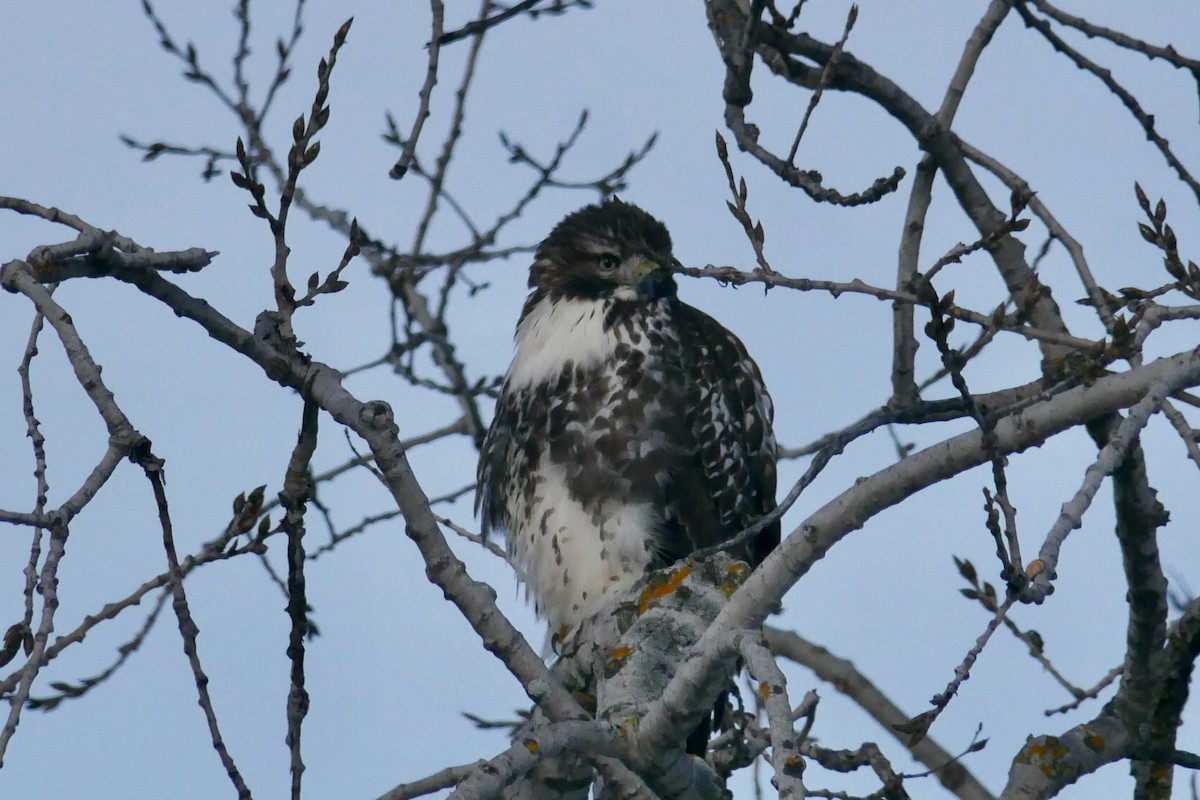 Red-tailed Hawk - ML646403665