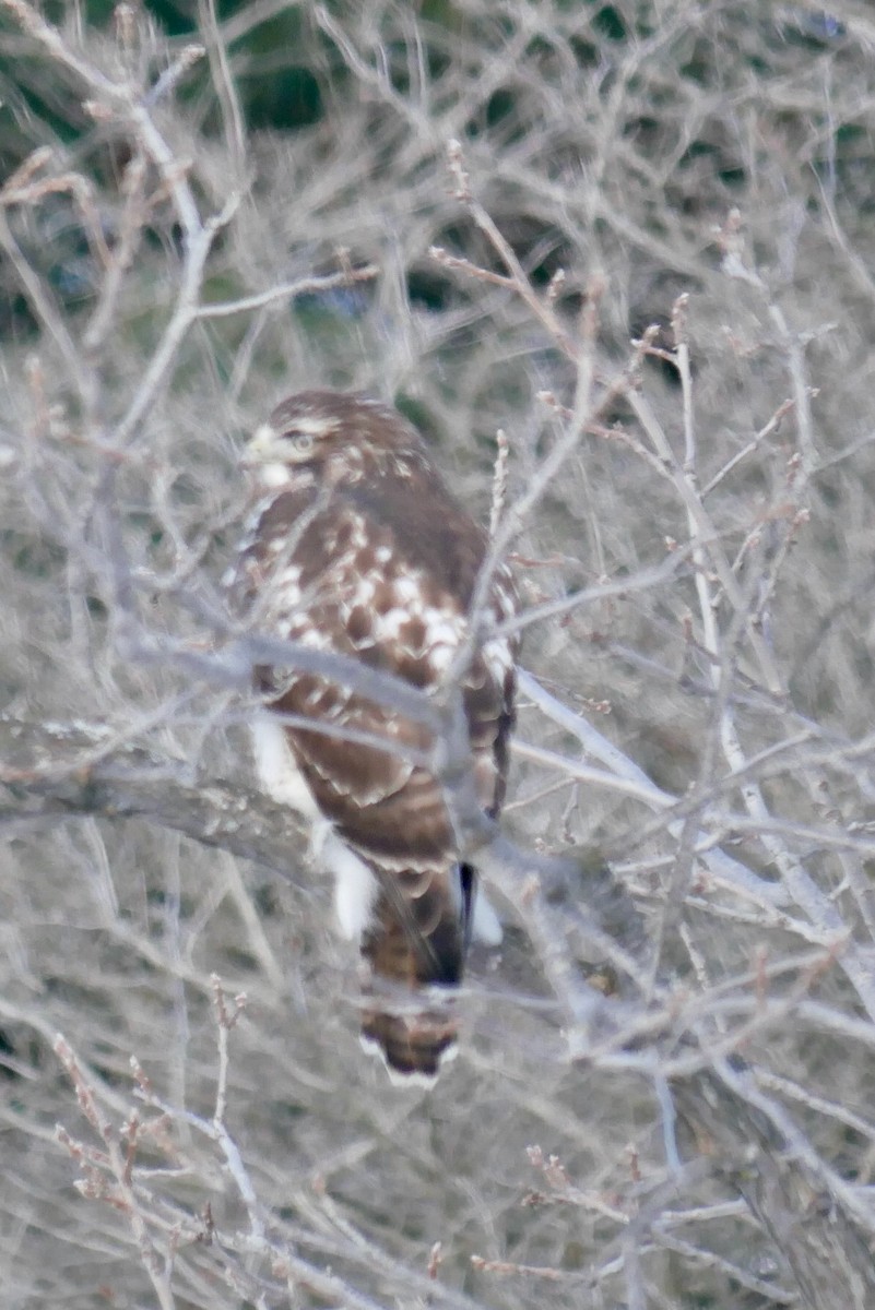 Red-tailed Hawk - ML646403666