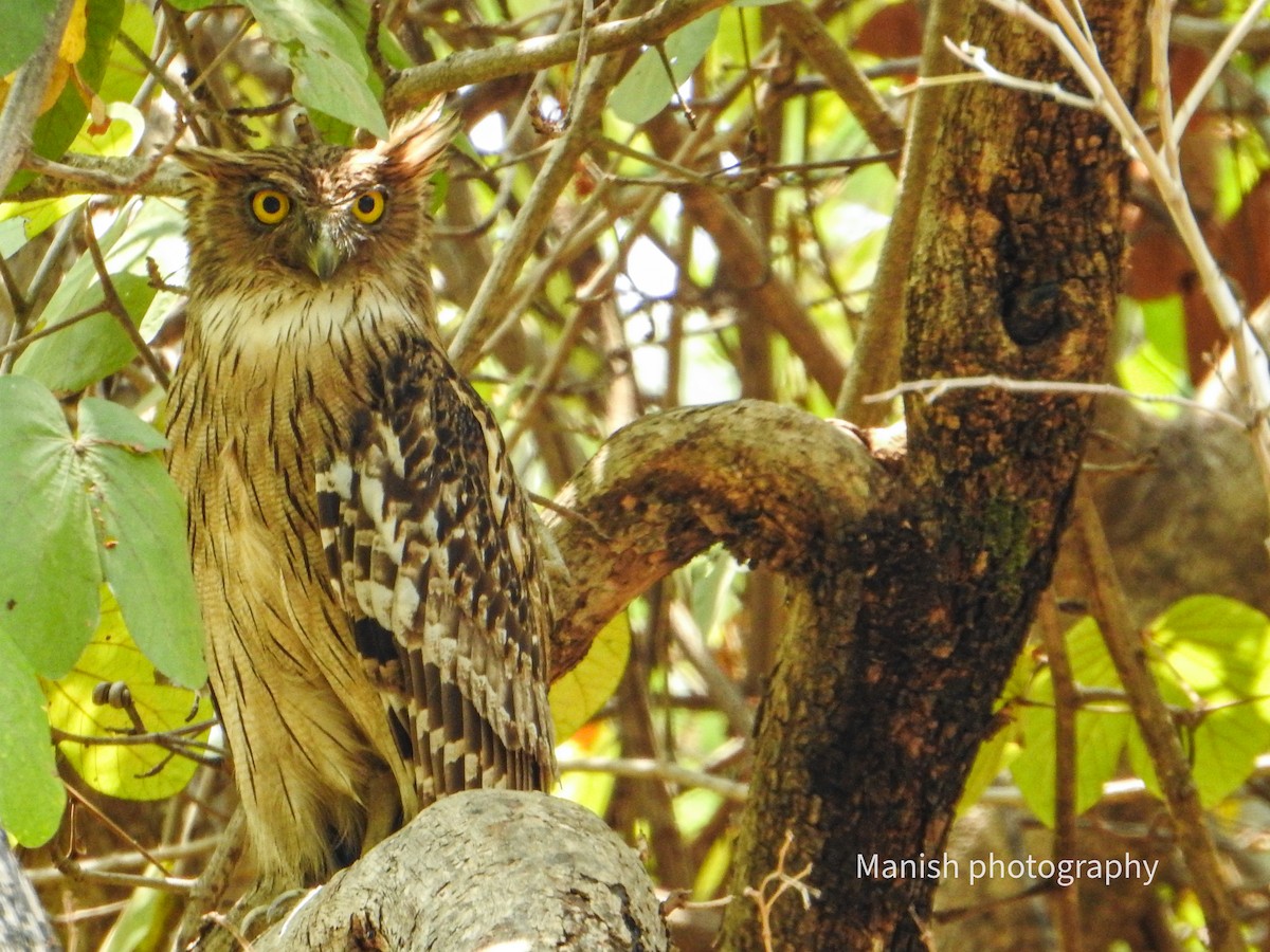 Grand-duc brun - ML646403669